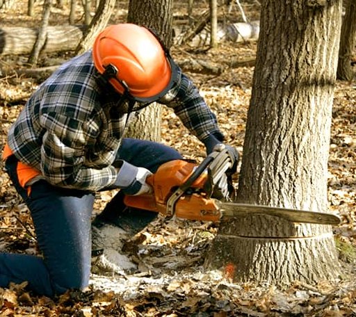 Tree Removal in Hugo, MN
